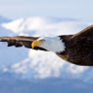 Meet your Posher, Will